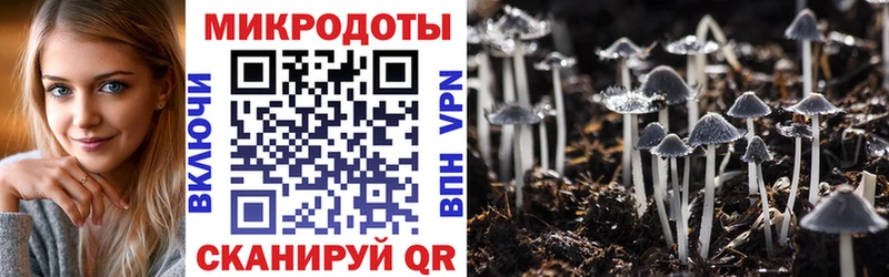 Галлюциногенные грибы Psilocybine cubensis где можно купить наркотик Пугачёв